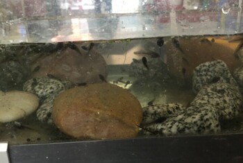 Tadpoles