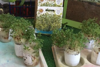 Grown cress rlw